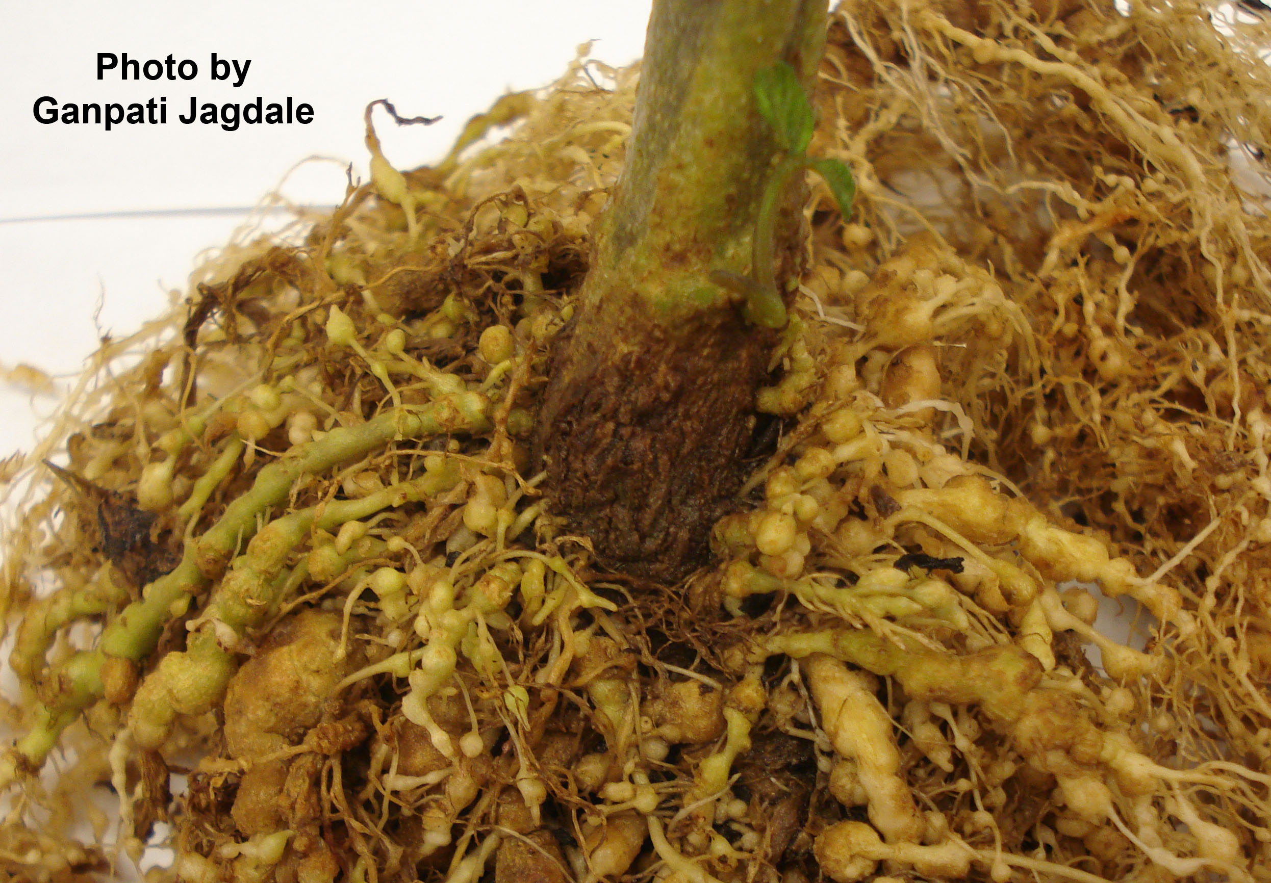 Figure 7. Fresh galls for extraction of root-knot nematode females